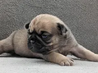 Sierra, a female Pug for sale in Andover, OH – Photo 4 of 4