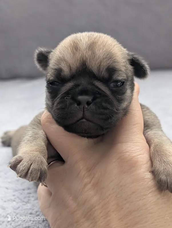 Sierra – Pug puppy for sale in Andover, OH