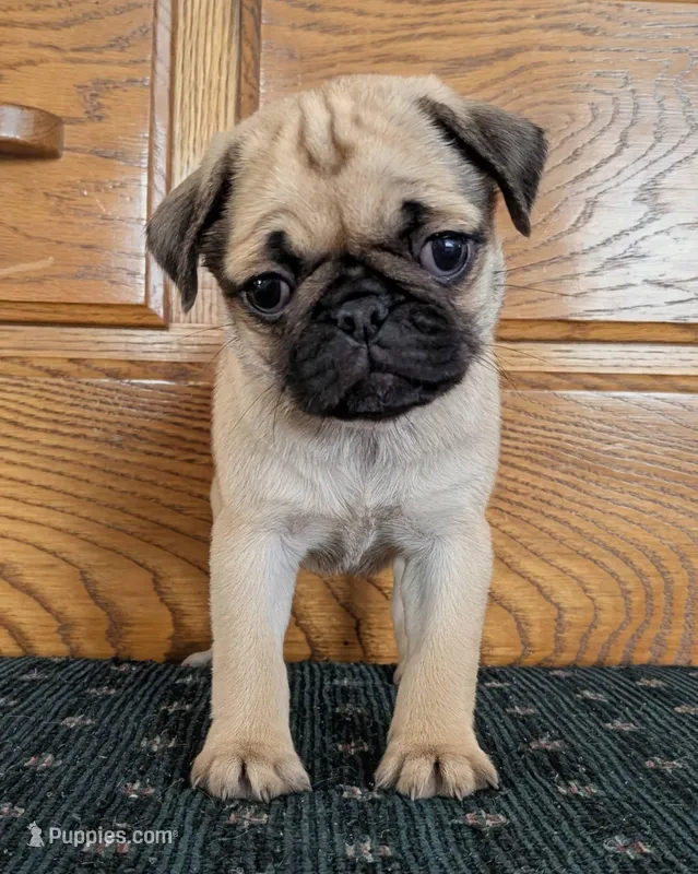 Sierra – Pug puppy for sale in Andover, OH
