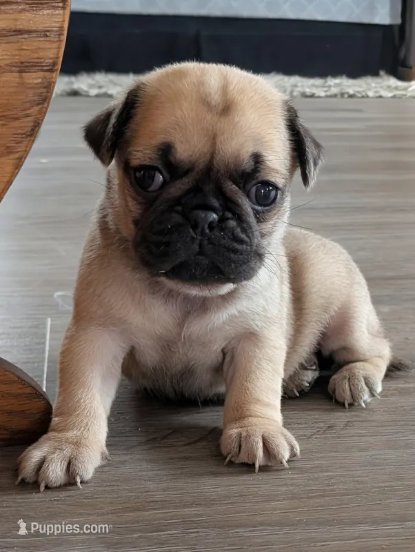 Sierra – Pug puppy for sale in Andover, OH