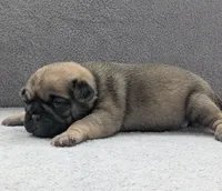 Sierra, a female Pug for sale in Andover, OH – Photo 3 of 4