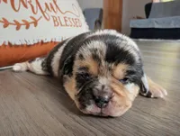 Burrito, a male Puggle and Pug for sale in Andover, OH – 1 of 3