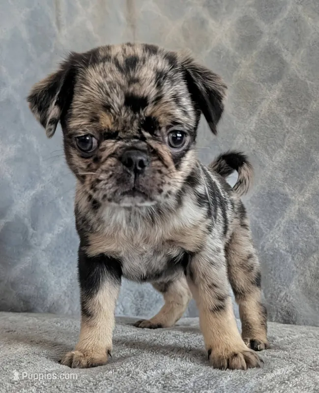 Eclair – Pug puppy for sale in Andover, OH
