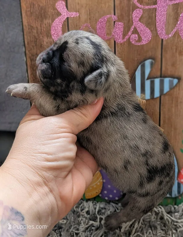 Iris – Pug puppy for sale in Andover, OH