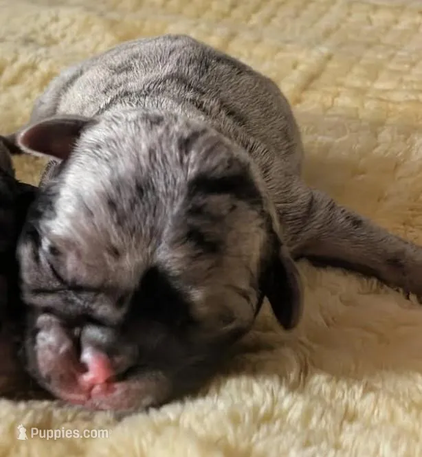 Iris – Pug puppy for sale in Andover, OH