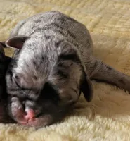 Iris, a female Pug for sale in Andover, OH – Photo 1 of 2