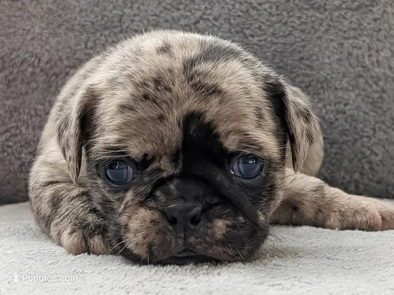Iris – Pug puppy for sale in Andover, OH