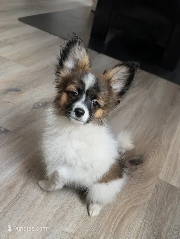 Nyxon – Papillon puppy for sale in Andover, OH