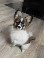Nyxon, a male Papillon for sale in Andover, OH – 1 of 8