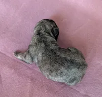 Willow, a female Pug for sale in Andover, OH – 4 of 4