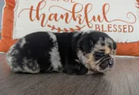Burrito, a male Puggle and Pug for sale in Andover, OH – 3 of 3