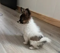 Nyxon, a male Papillon for sale in Andover, OH – 3 of 8