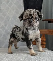Eclair, a female Pug for sale in Andover, OH – 2 of 7