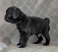 Colby, a male Pug for sale in Andover, OH – 3 of 10