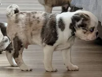 Cosmo, a male Pug for sale in Andover, OH – 3 of 9