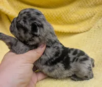 Eclair, a female Pug for sale in Andover, OH – 3 of 4