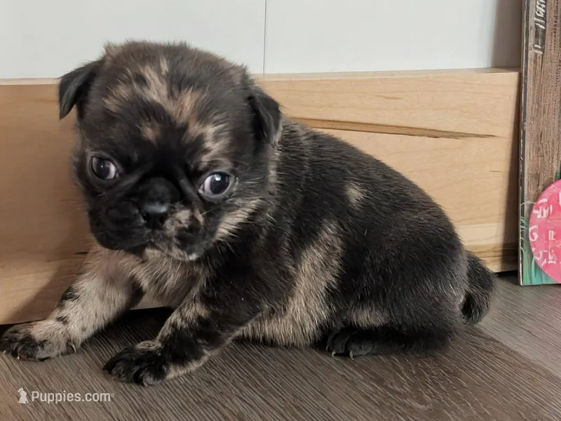 Stanley – Pug puppy for sale in Andover, OH