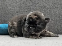 Stanley, a female Pug for sale in Andover, OH – Photo 4 of 4