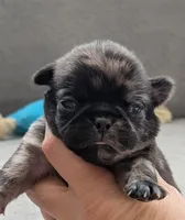 Stanley, a female Pug for sale in Andover, OH – Photo 1 of 4