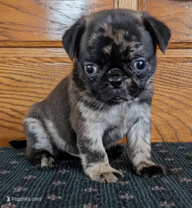 Stanley – Pug puppy for sale in Andover, OH