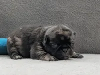 Stanley, a female Pug for sale in Andover, OH – Photo 2 of 4