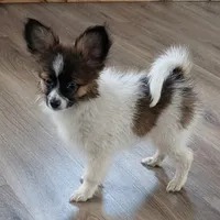 Nyxon, a male Papillon for sale in Andover, OH – 2 of 8
