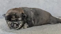 Spruce, a male Pug for sale in Andover, OH – 2 of 4