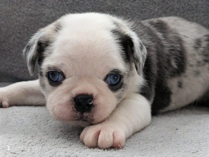 Cosmo – Pug puppy for sale in Andover, OH