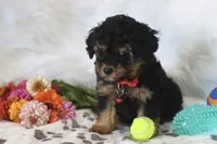 ❤️AKC Canaan❤️, a male Poodle - Miniature  for sale in Green Forest, AR – 1 of 9