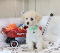 💚 AKC Noah 💚, a male Poodle - Miniature  for sale in Green Forest, AR – 6 of 10
