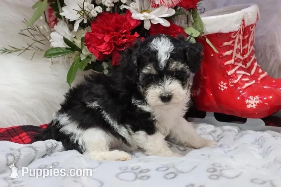 Coming soon, a  Poodle - Miniature  for sale in Green Forest, AR – 5 of 5