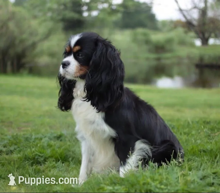 Coming soon , a  Cavapoo for sale in Green Forest, AR – 6 of 7