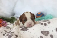 💙 AKC Alan 💙, a male Cavalier King Charles Spaniel for sale in Green Forest, AR – 4 of 4