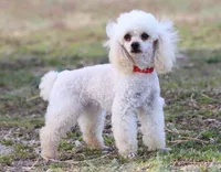 💚 AKC Noah 💚, a male Poodle - Miniature  for sale in Green Forest, AR – 8 of 10