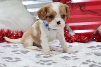 processed/ca0ad2c8-8791-42fa-9cce-5c963e16f4ea/listing/1cc0c48f-6b2a-48ef-ba4d-6c976efb8610/0eba37e2-ea7d-4890-ad4f-bcf9a392fd91