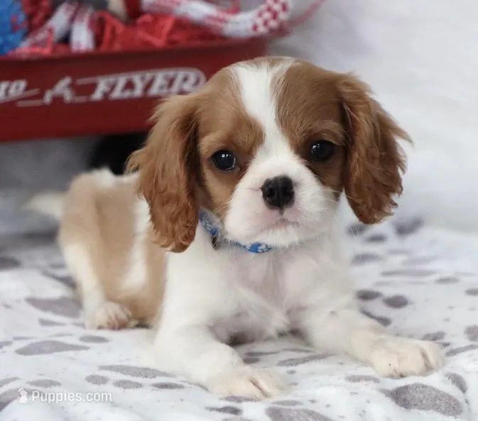 AKC Bennett-Genetically Clear