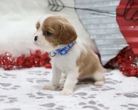 processed/ca0ad2c8-8791-42fa-9cce-5c963e16f4ea/listing/1cc0c48f-6b2a-48ef-ba4d-6c976efb8610/438b0507-469b-4c84-8f7c-c243e1fbedb7