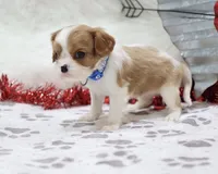 processed/ca0ad2c8-8791-42fa-9cce-5c963e16f4ea/listing/1cc0c48f-6b2a-48ef-ba4d-6c976efb8610/4f89334f-86f2-4d94-966b-f3cd0d82ce06