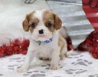 processed/ca0ad2c8-8791-42fa-9cce-5c963e16f4ea/listing/1cc0c48f-6b2a-48ef-ba4d-6c976efb8610/5d73dbc2-5258-4e84-b40e-fde45ea9578f