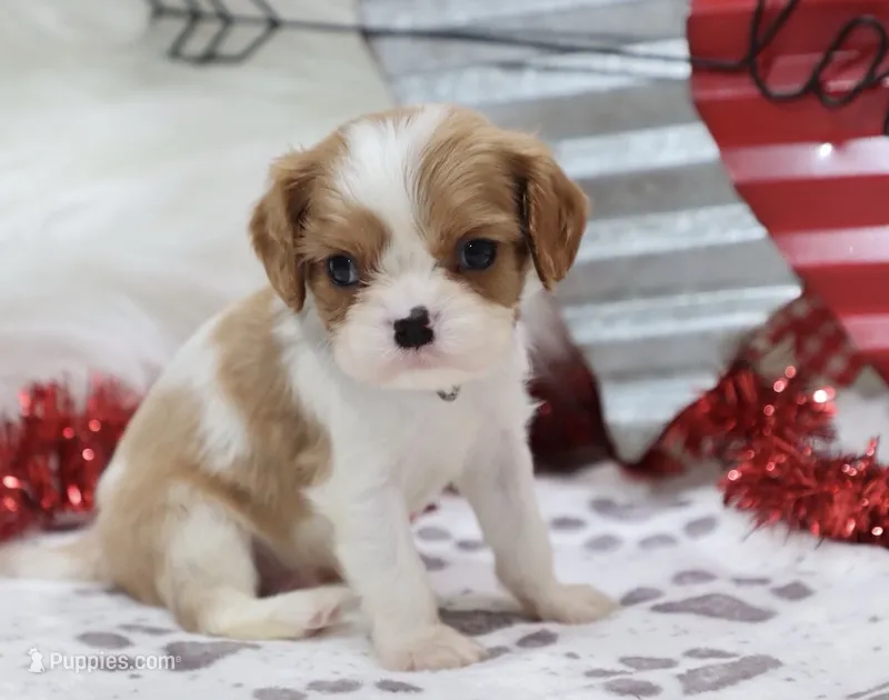 AKC Bennett-Genetically Clear