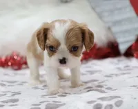 processed/ca0ad2c8-8791-42fa-9cce-5c963e16f4ea/listing/1cc0c48f-6b2a-48ef-ba4d-6c976efb8610/832bab51-b7ec-4b1d-9b2e-72f60d1ef5fc