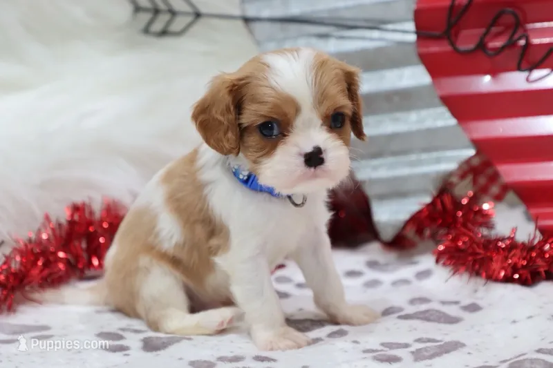 AKC Bennett-Genetically Clear