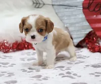 processed/ca0ad2c8-8791-42fa-9cce-5c963e16f4ea/listing/1cc0c48f-6b2a-48ef-ba4d-6c976efb8610/98a1ea91-8569-490c-a791-b5cc8aae6634