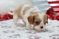 processed/ca0ad2c8-8791-42fa-9cce-5c963e16f4ea/listing/1cc0c48f-6b2a-48ef-ba4d-6c976efb8610/e571c8c9-f31a-449b-b90b-d45146a266e6