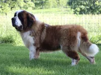 AKC Marley , a female Saint Bernard for sale in Green Forest, AR – 6 of 8