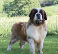 AKC Marley , a female Saint Bernard for sale in Green Forest, AR – 7 of 8