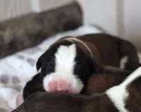 AKC Marley , a female Saint Bernard for sale in Green Forest, AR – 1 of 8