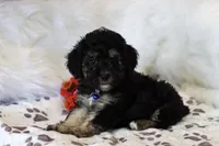 💙 AKC Zion 💙, a male Poodle - Miniature  for sale in Green Forest, AR – 6 of 9
