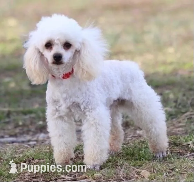 Coming soon , a  Cavapoo for sale in Green Forest, AR – 2 of 7