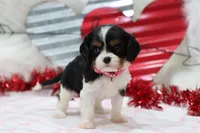 AKC Ava 🩷 Genetically Clear, a female Cavalier King Charles Spaniel for sale in Green Forest, AR – Photo 8 of 10